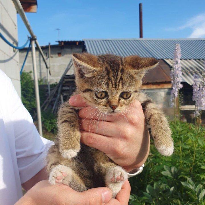 Котята в добрые руки бесплатно