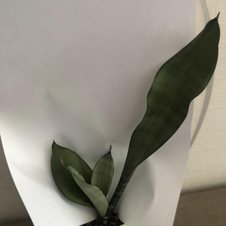 Сансевиерия разные сорта