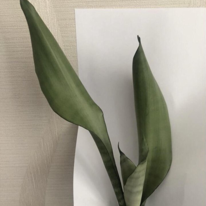 Сансевиерия разные сорта