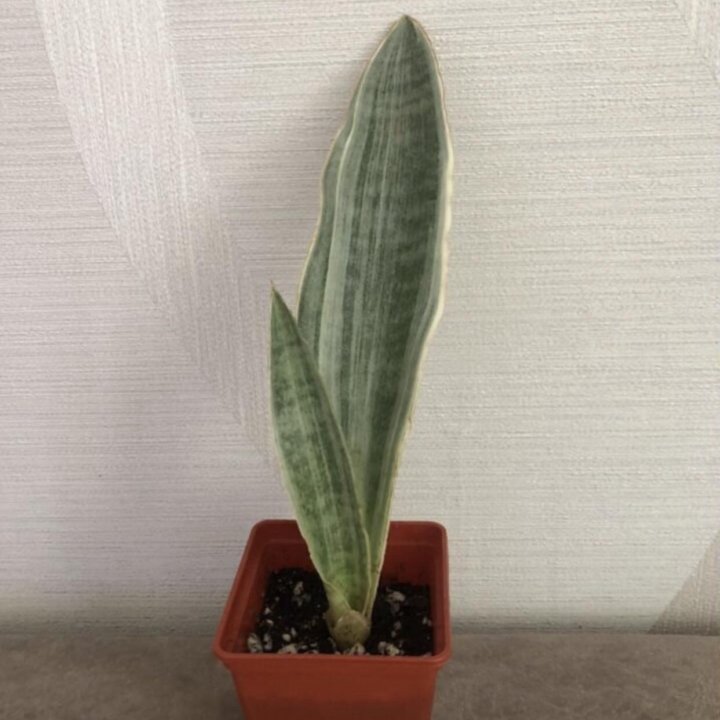 Сансевиерия разные сорта