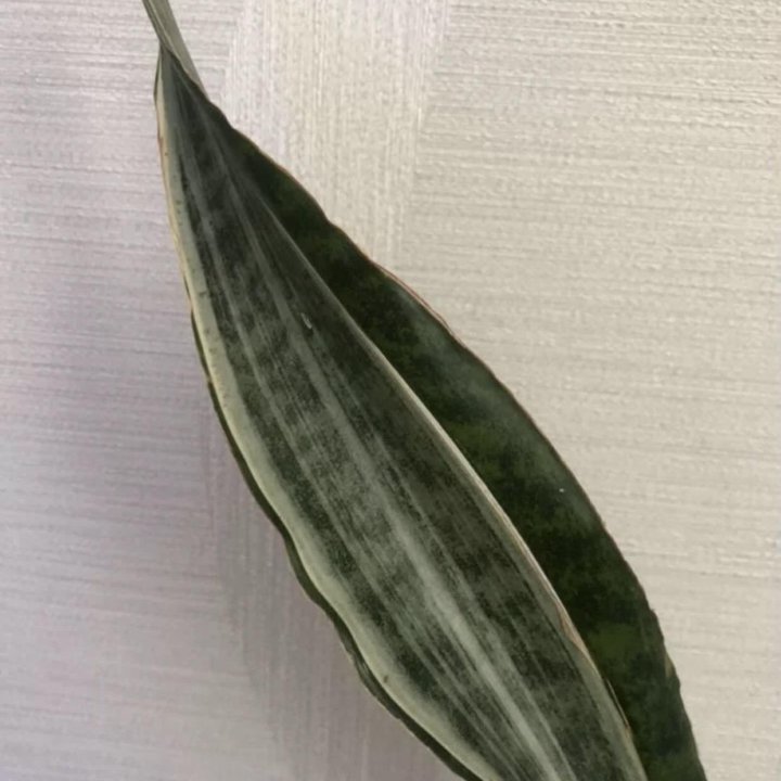 Сансевиерия разные сорта