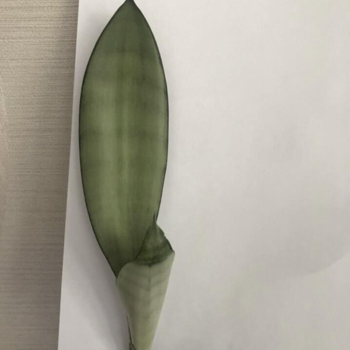 Сансевиерия разные сорта