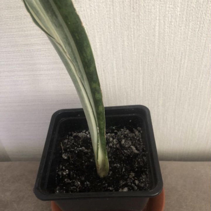 Сансевиерия разные сорта