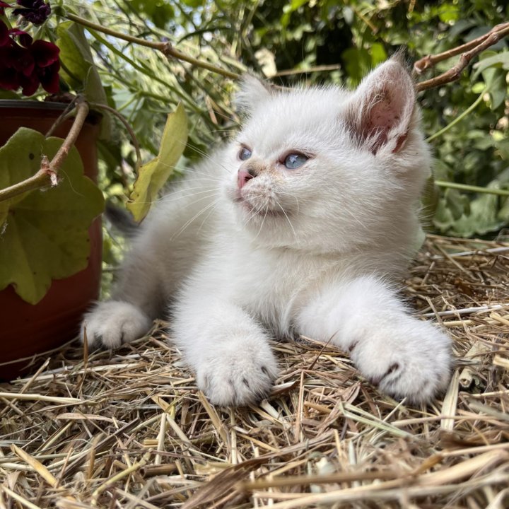 Белый шотландский котик