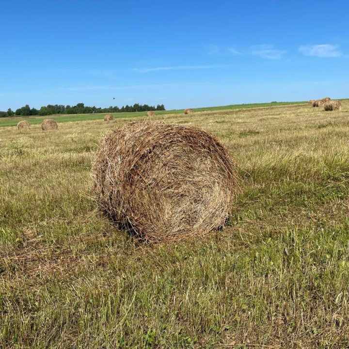 Сено в рулонах