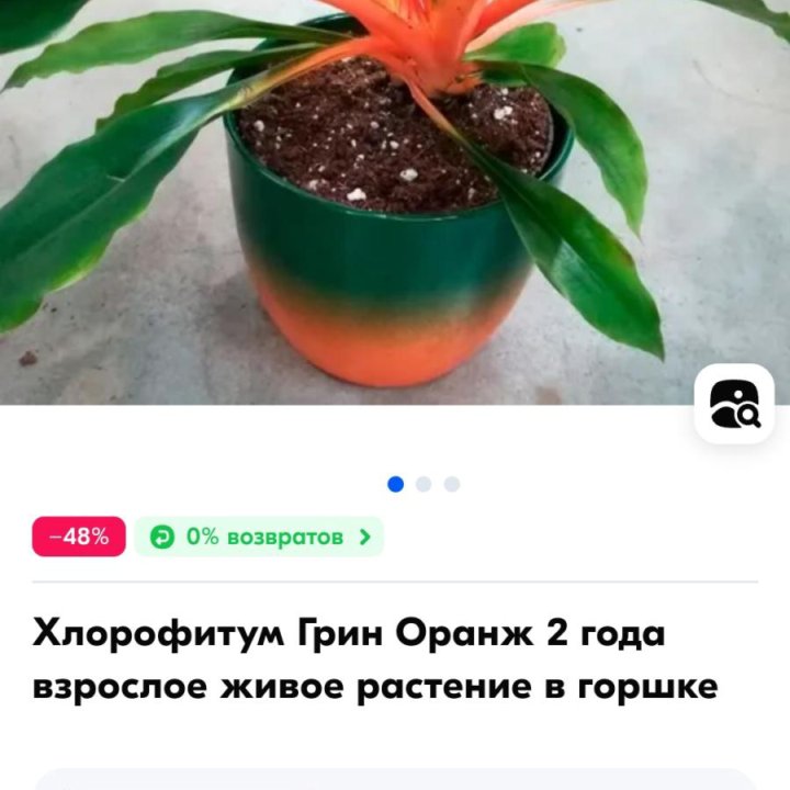 Отростки Хлорофитум