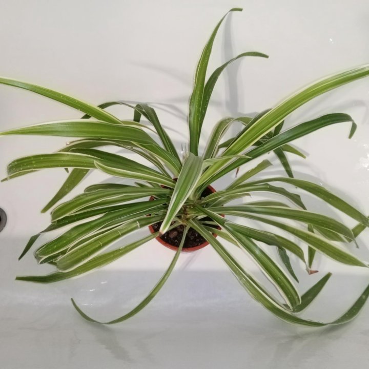 Хлорофитум хохлатый (Chlorophytum comosum)