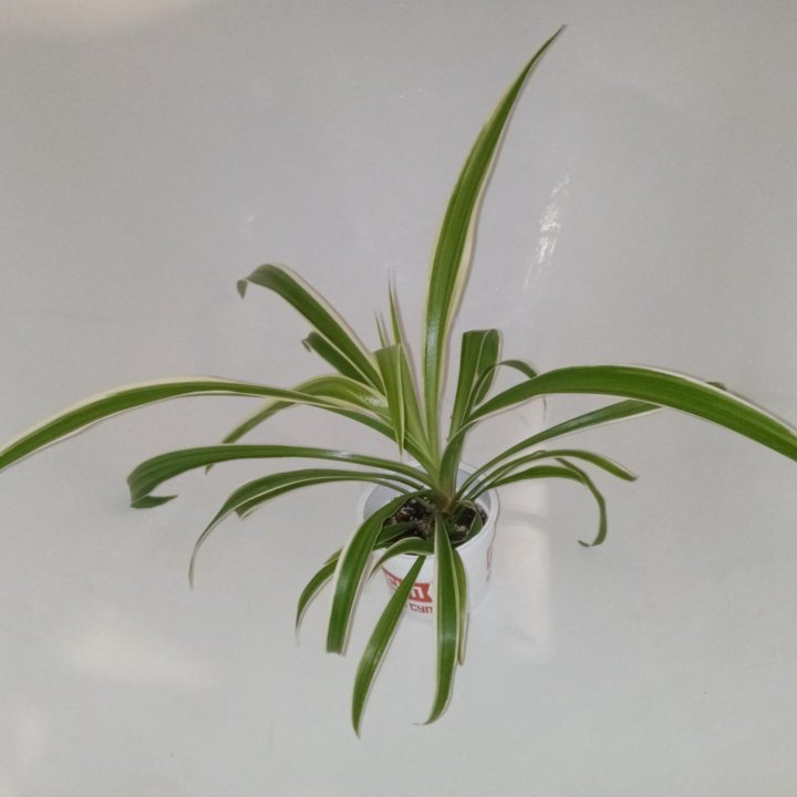 Хлорофитум хохлатый (Chlorophytum comosum)