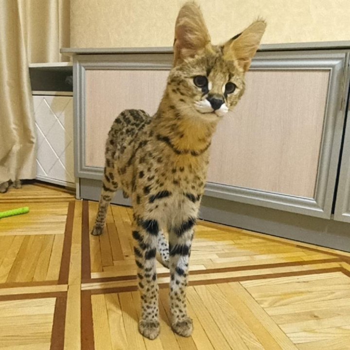 Пятнистые кот и кошка саванна