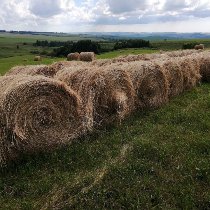 Сено с Алтая