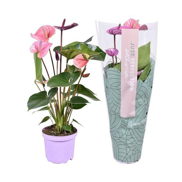 Антуриум Андре Кавалли Перпл Anthurium andraeanum Cavalli Purple 4+ 50/14 (Н)