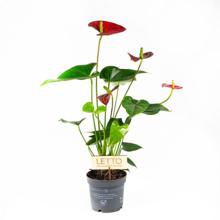 Антуриум Андре Алоха Ред Anthurium andraeanum Aloha Red 50/14 (Н)