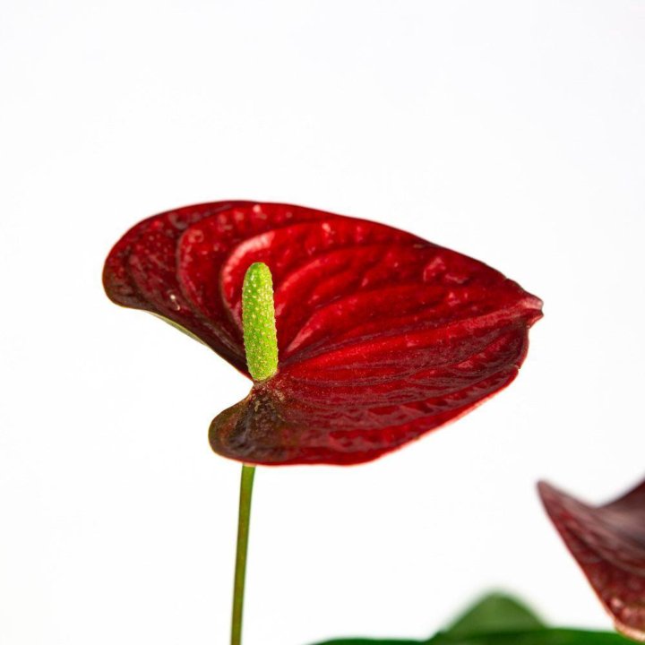 Антуриум Андре Алоха Ред Anthurium andraeanum Aloha Red 50/14 (Н)