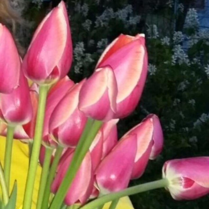 Луковицы тюльпанов