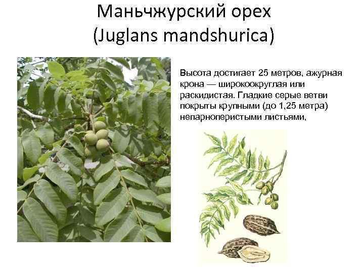 Саженцы маньчжурского ореха