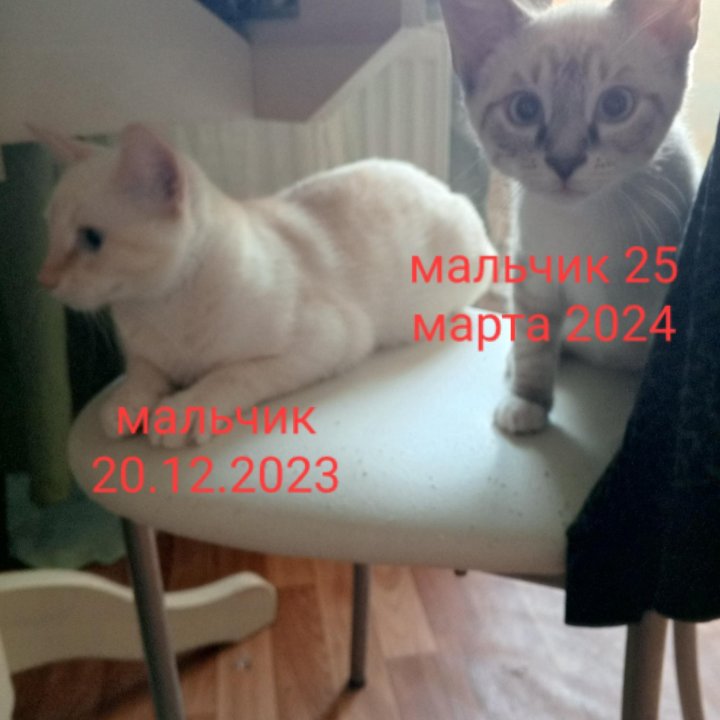 Котята