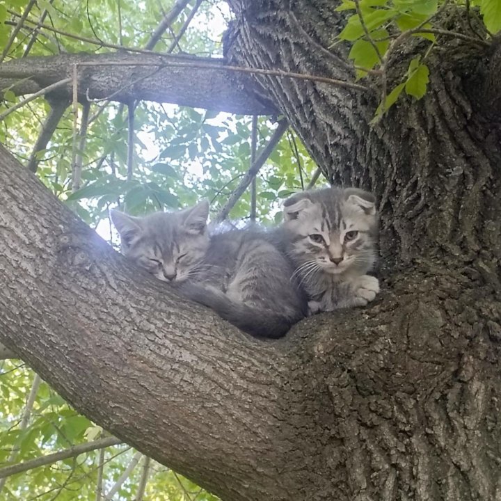 Отдам в добрые руки двух котят