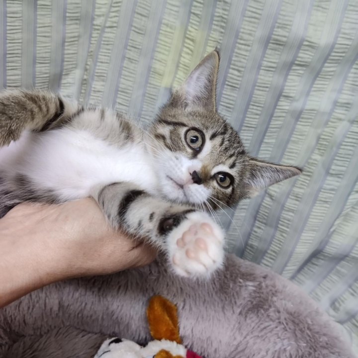 Котенок мальчик