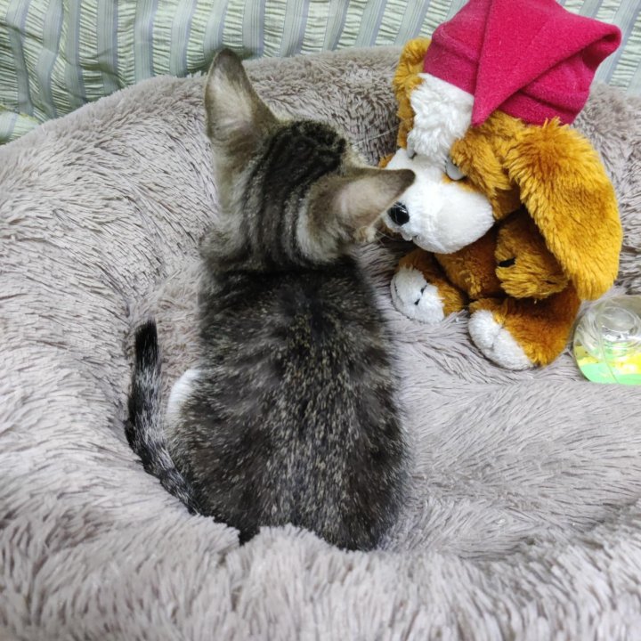 Котенок мальчик