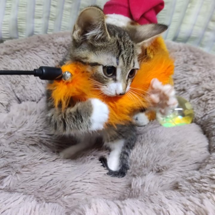 Котенок мальчик