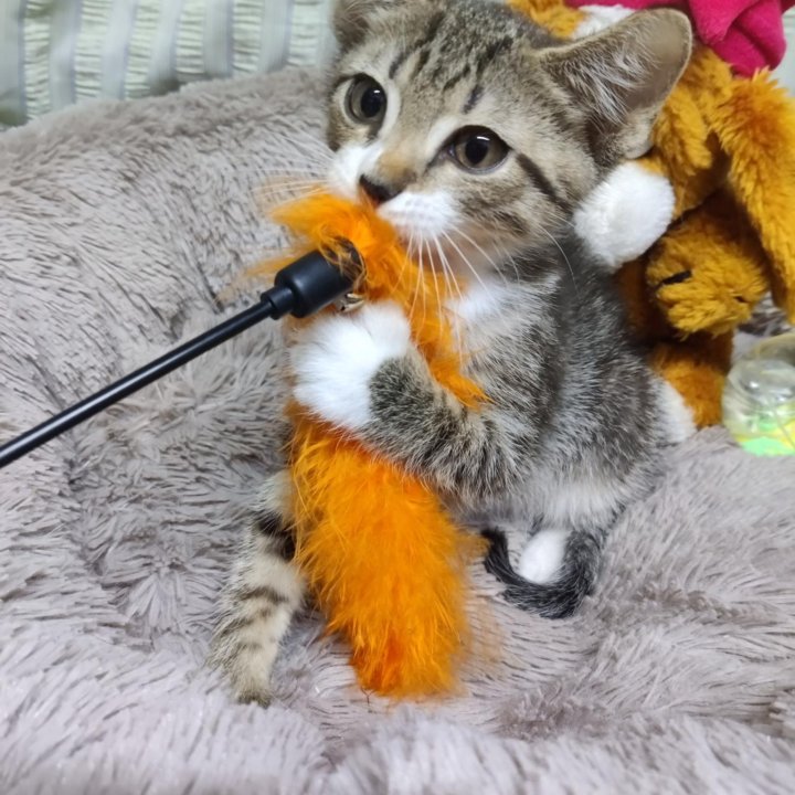 Котенок мальчик