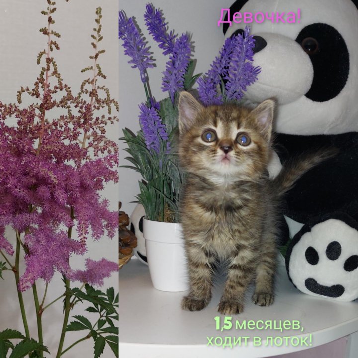 Котята, 1,5 месяцев, в лоток приучены!