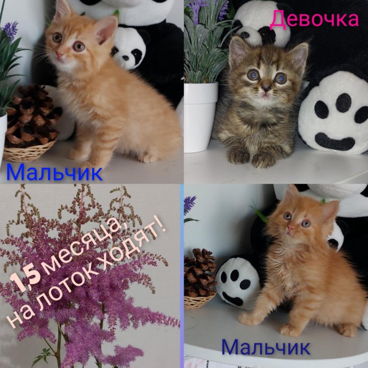 Котята, 1,5 месяцев, в лоток приучены!