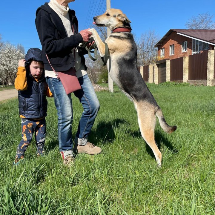 Собака в добрые руки!