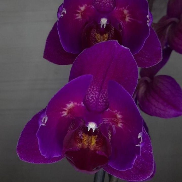 Орхидея фаленопсис Стелленбош бабочка