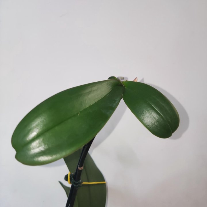 Орхидея фаленопсис Стелленбош бабочка