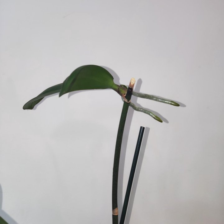 Орхидея фаленопсис Стелленбош бабочка