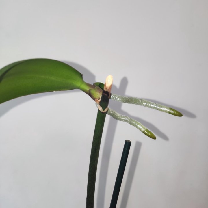 Орхидея фаленопсис Стелленбош бабочка