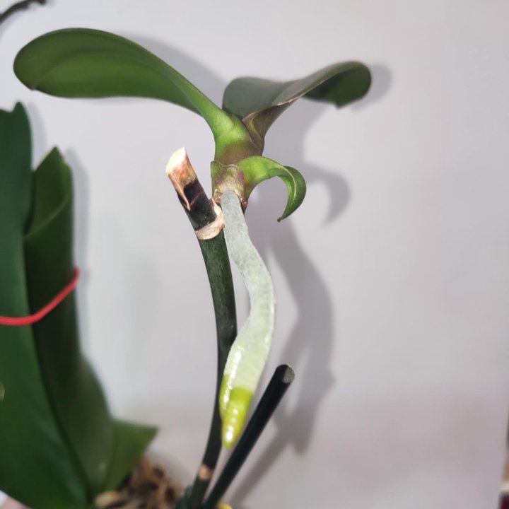 Орхидея фаленопсис Стелленбош бабочка