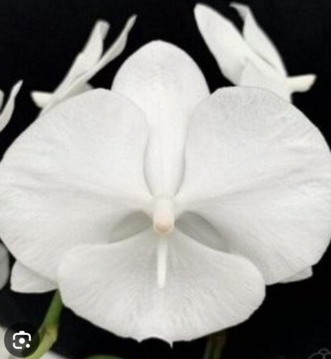 4-7..Phalaenopsis Charming Crystal Water