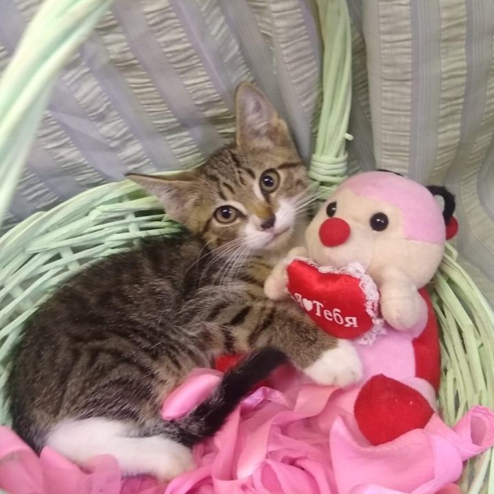 Котенок мальчик