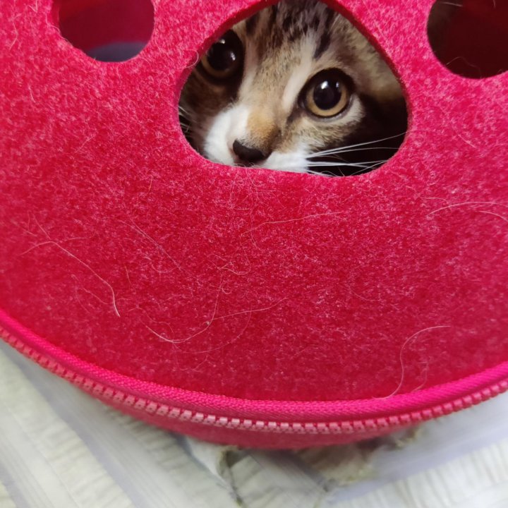 Котенок мальчик