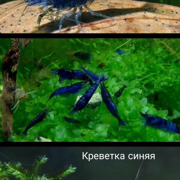 Креветка синяя