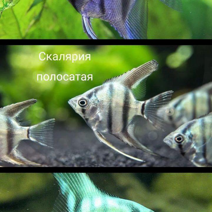 Скалярия полосатая