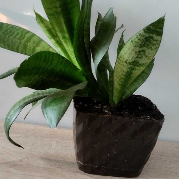 Сансевиерия