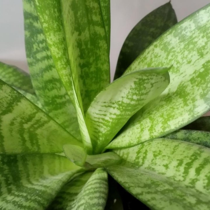 Сансевиерия