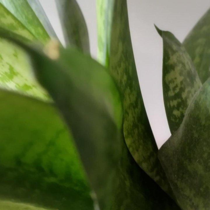 Сансевиерия