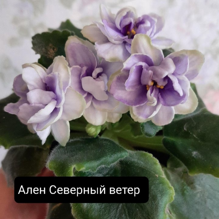 Детки сортовых фиалок