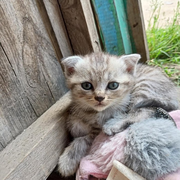 Котята в добрые руки