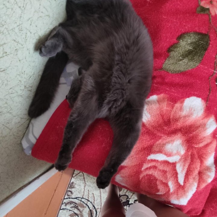 Кошечка Боня