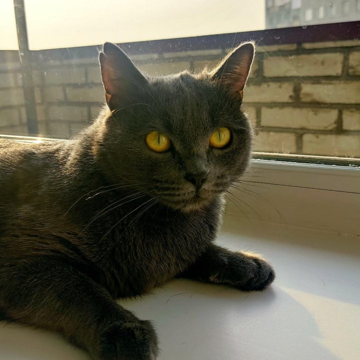 Кошечка Боня