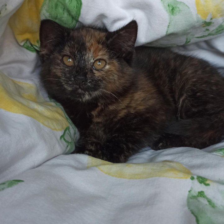 Котенок-девочка