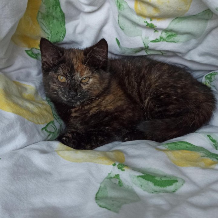 Котенок-девочка