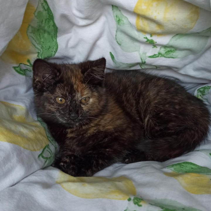 Котенок-девочка