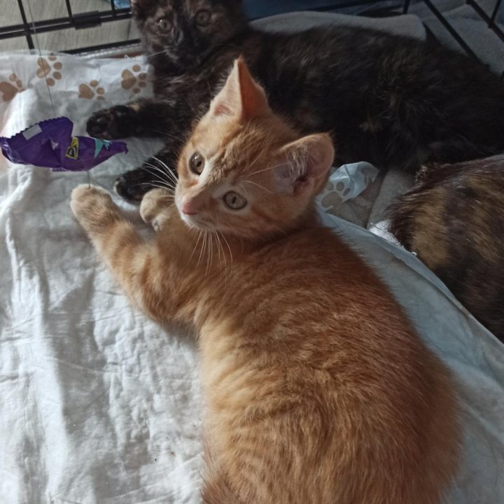 Котенок-девочка