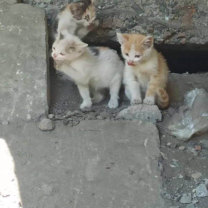 Котятки